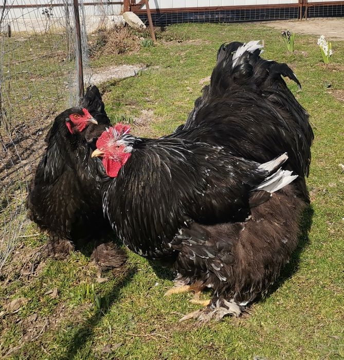 Păsări rasa cochinchina