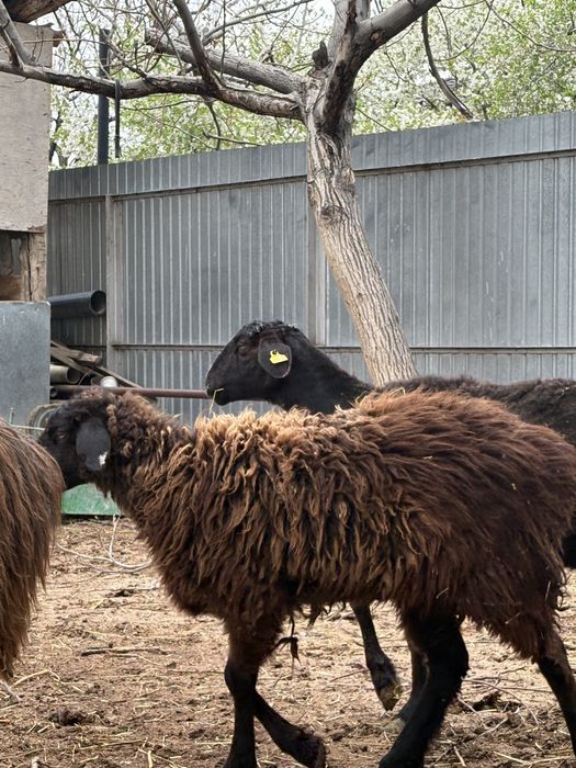 сойыска койлар сатылады