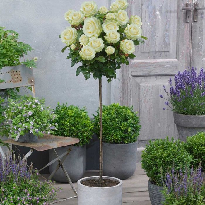 Trandafiri port înalt