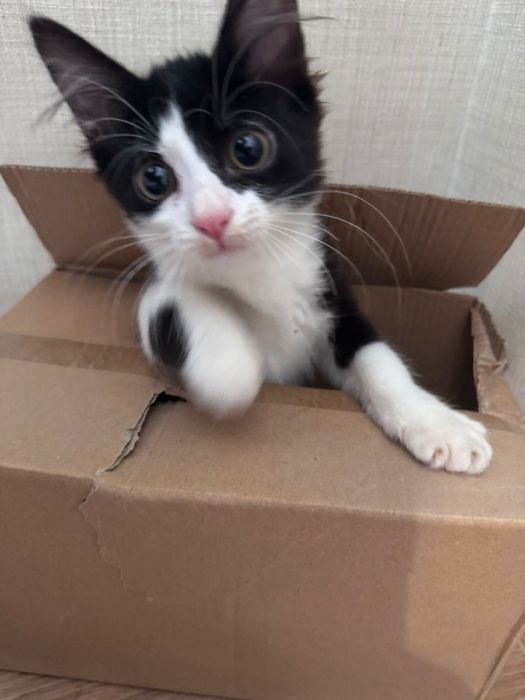 Котёнок в хорошие руки