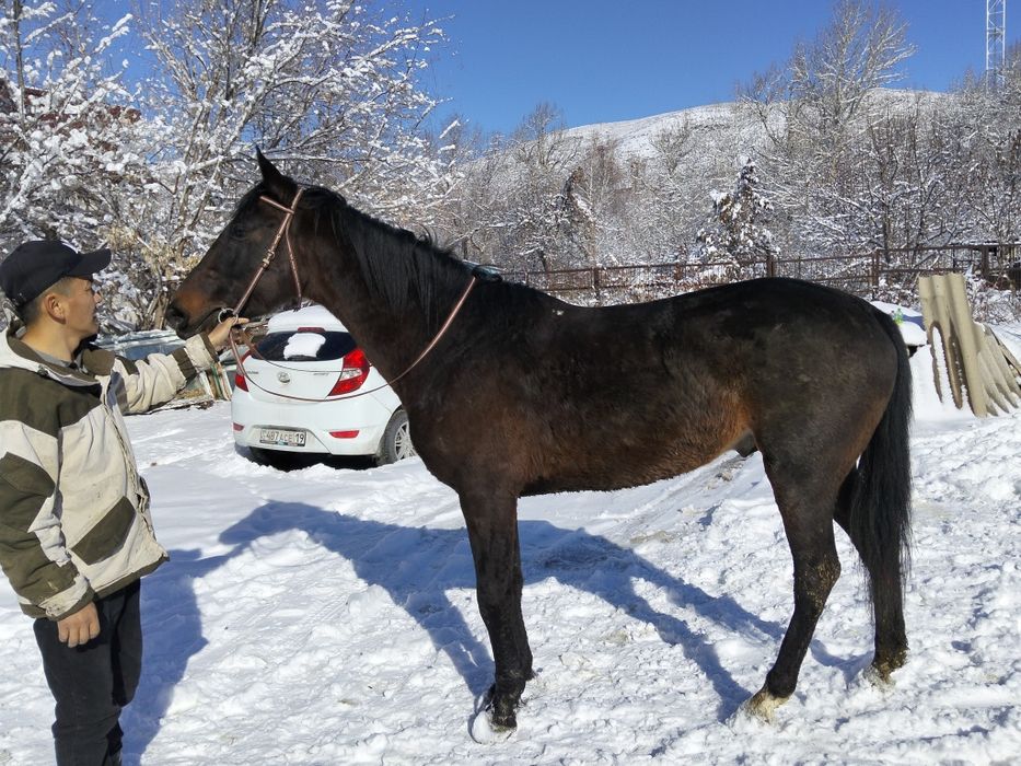 Айгыр сатылады!!