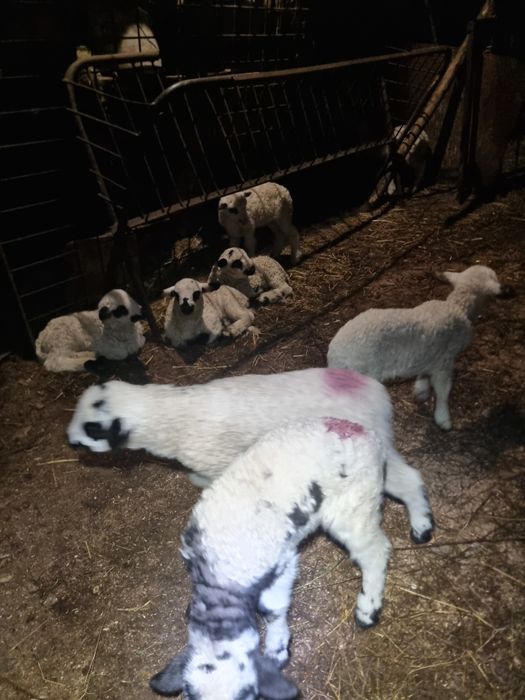 Oi cu miei de vânzare