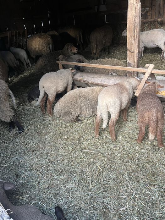 Vand miei pentru Pasti!