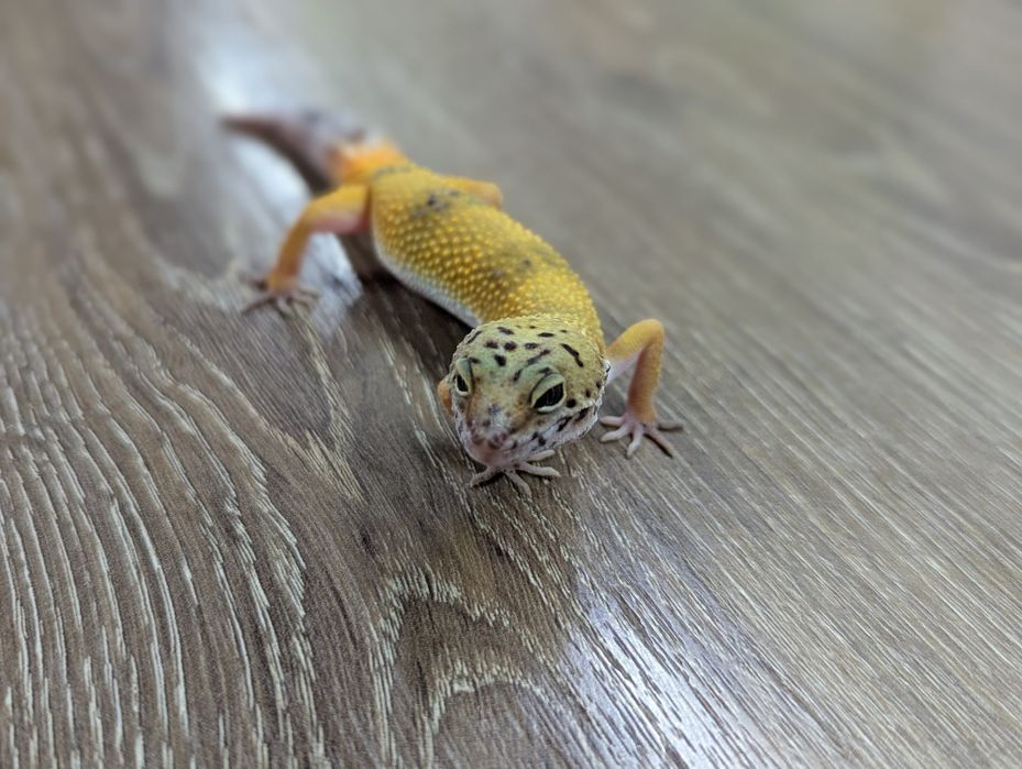 Продавам леопардови гекони