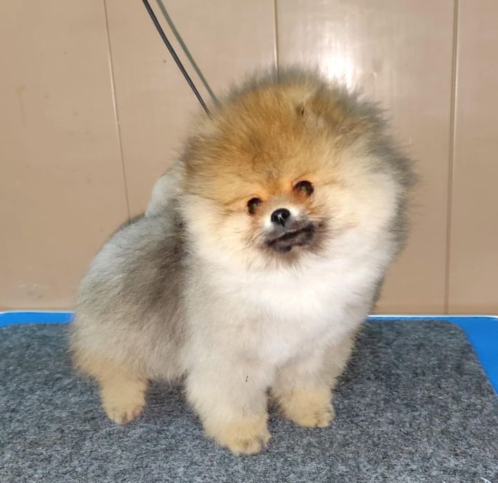 Померан на 90 дни