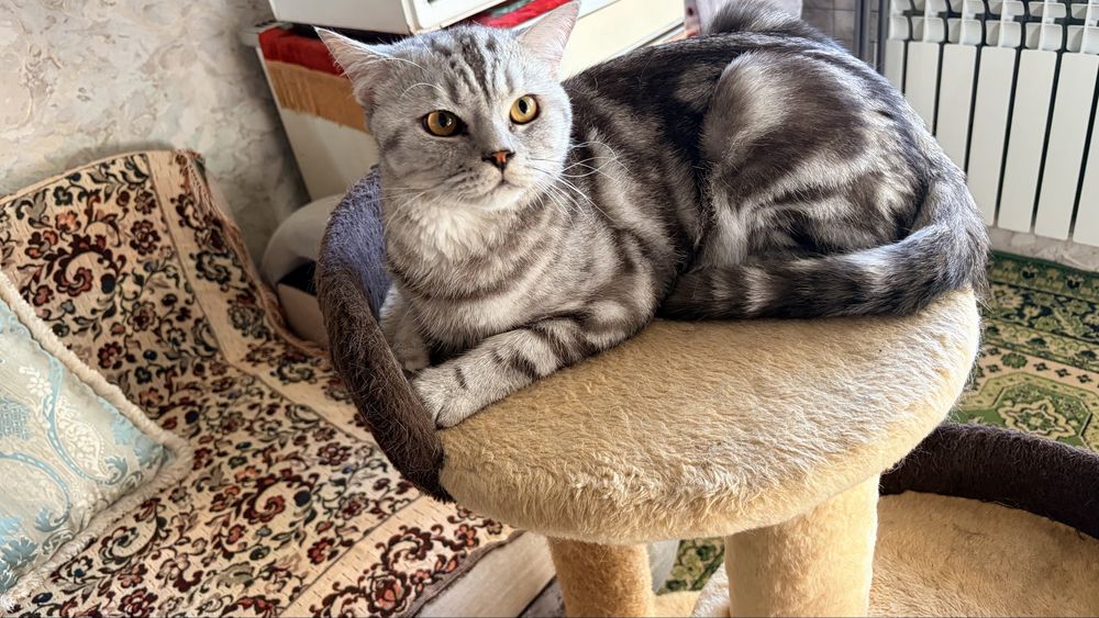 Отдам кота в добрые руки
