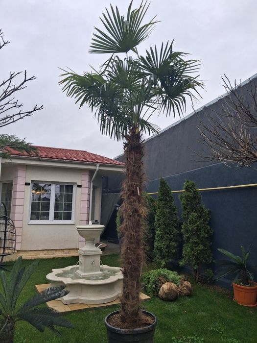 Pin arizonica mesteacăn palmier