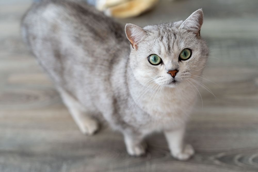 Подарявам котка Сребърна чинчила