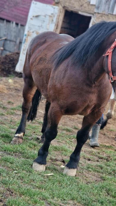 Vând iapa de 4 ani cu mânz de 5 luni
