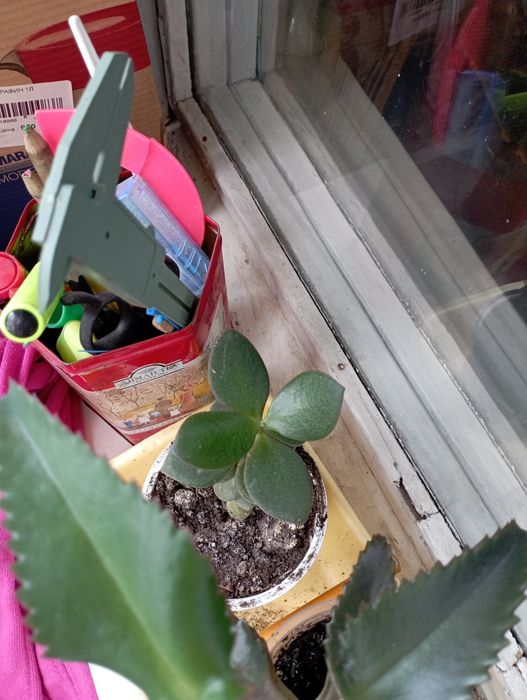 Цветы на продажу