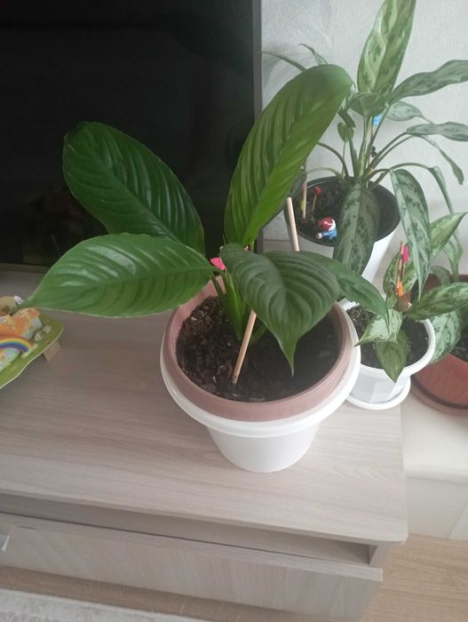 Цветок Женское счастье