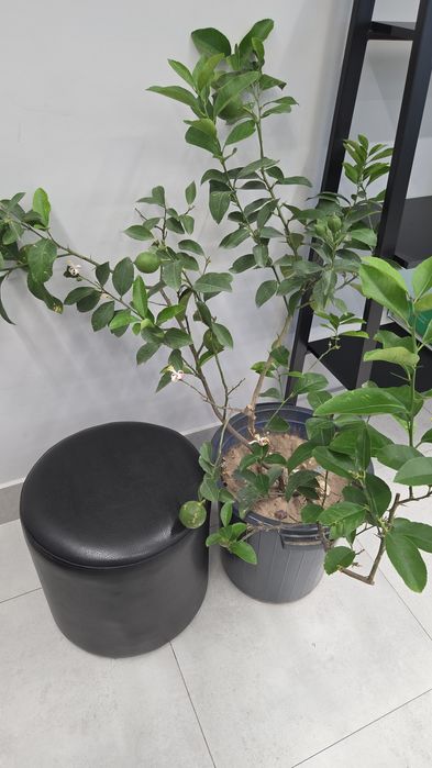 Продам не дорого