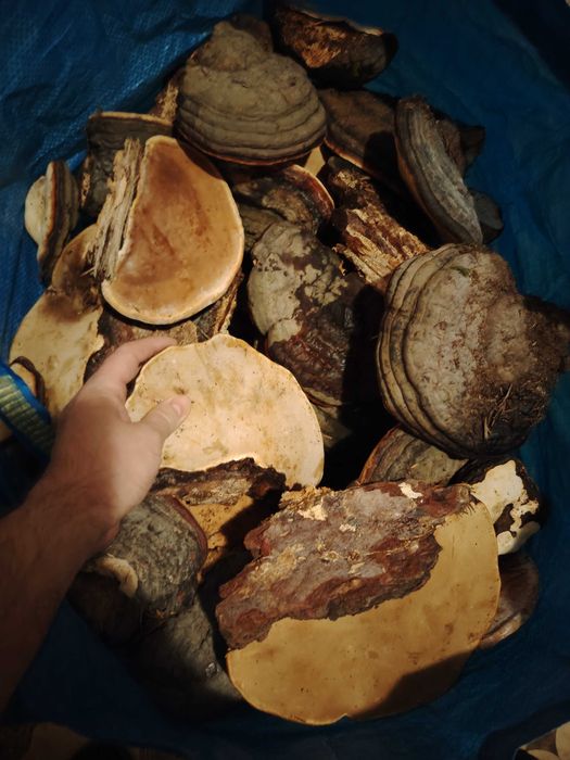 Ciuperci medicinale, GANODERMA, FOMITOPSIS Pinicola, Phellinus bucati