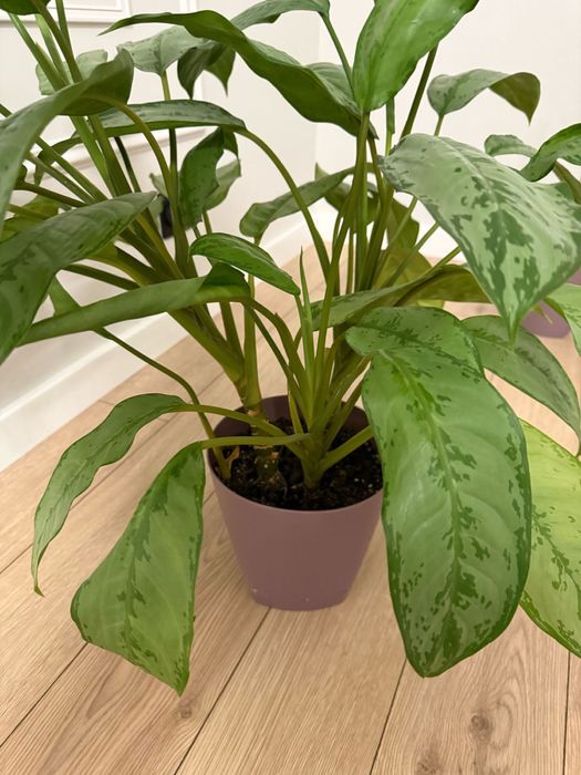 Комнатные растения.