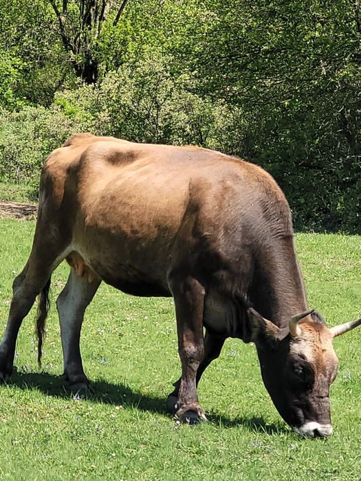 Vând sau schimb....