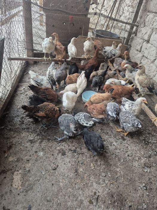 2 айлық балапандар сатылады