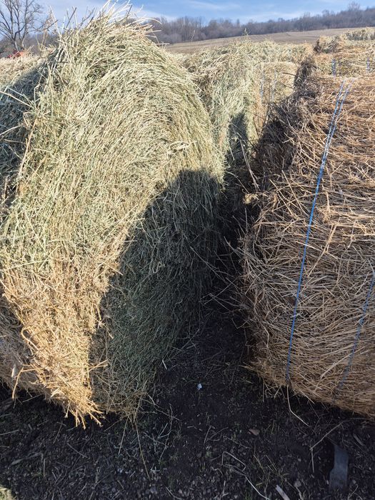 Baloti lucerna uscata