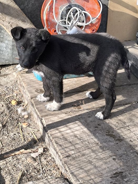 Отдам щенка девочка