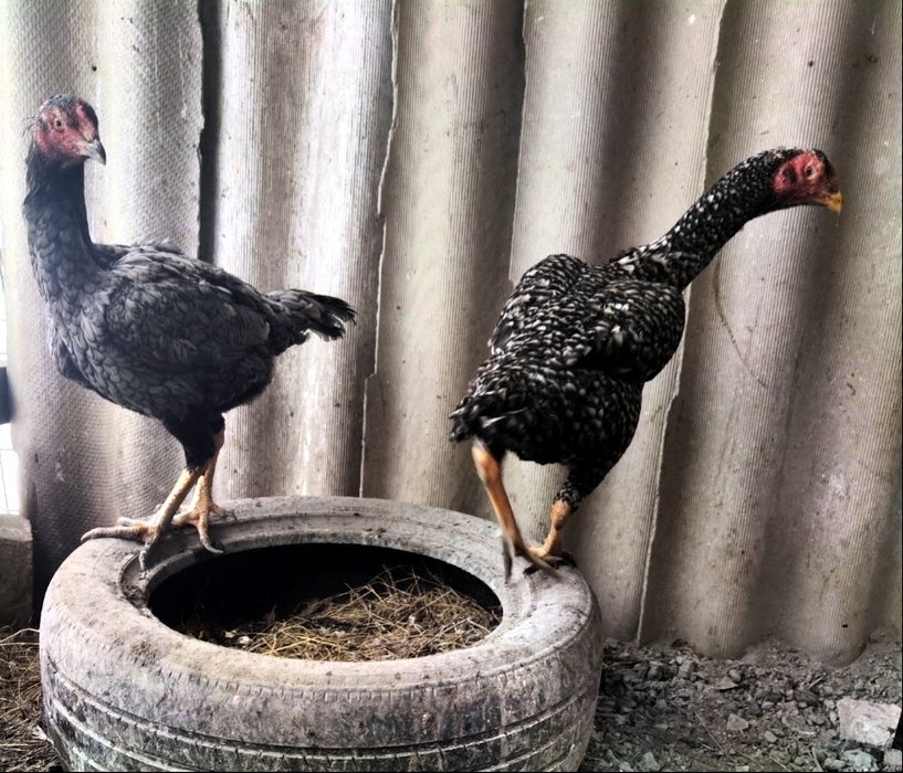 Куры бойцы дакан