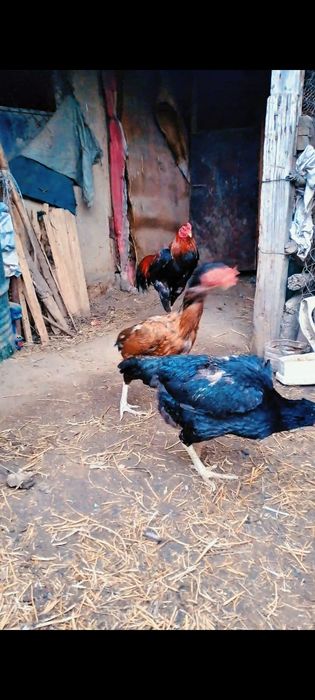 Продам чистого привозного китайца