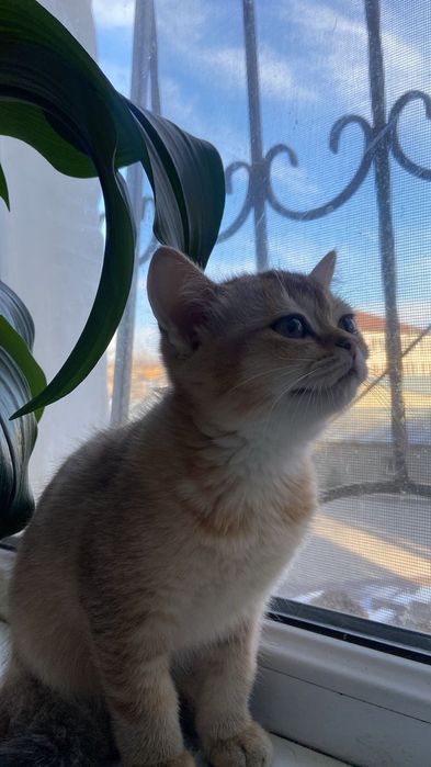 Котёнок британская шиншилла