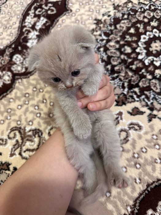 Skotish fold va straight mushikchalari