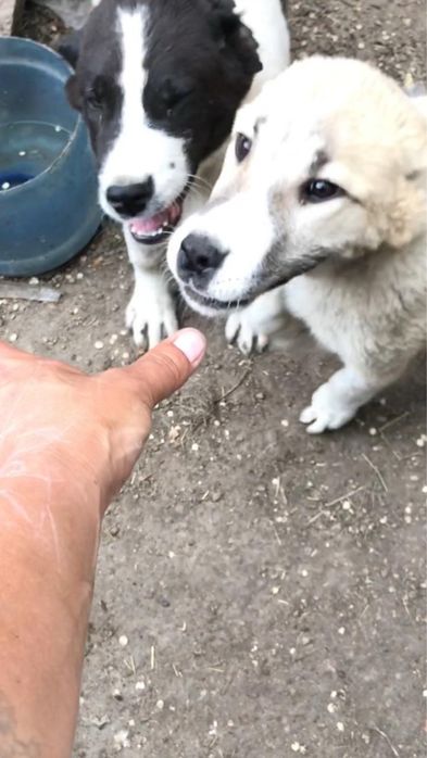 Продам Бойцовских щенков
