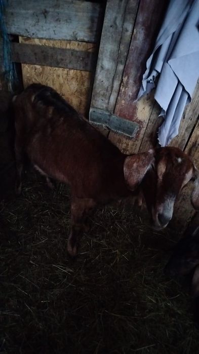 Vind ied si iada anglonubiene si una sannen cu iada de o luna