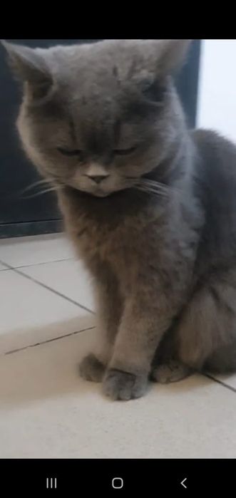 Кот Базилио Британец.