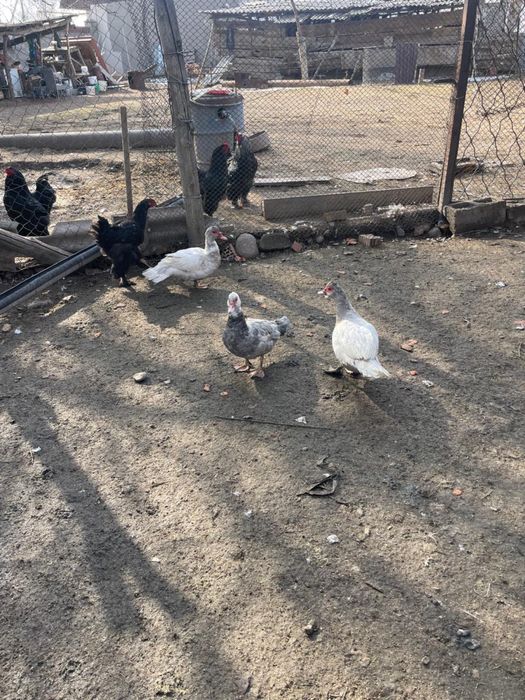 Продам индо уток