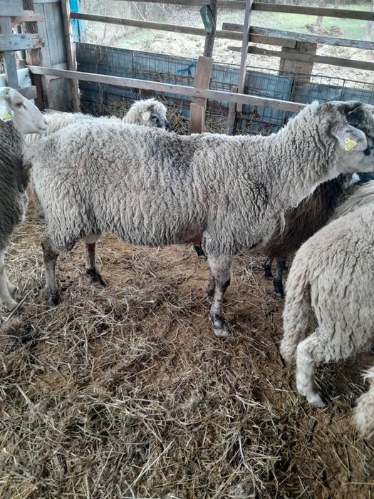 Vand berbec de carne