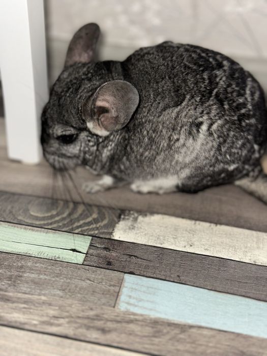 Vand pui chincilla, 7 luni