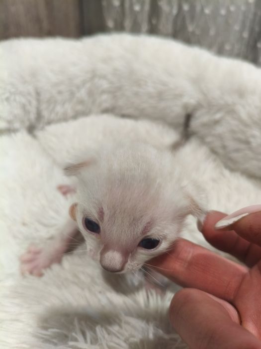 Бенгальские котята ( бронь)