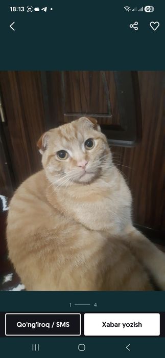 VYAZKA uchun qiz mushuklarni taklif qilamiz.