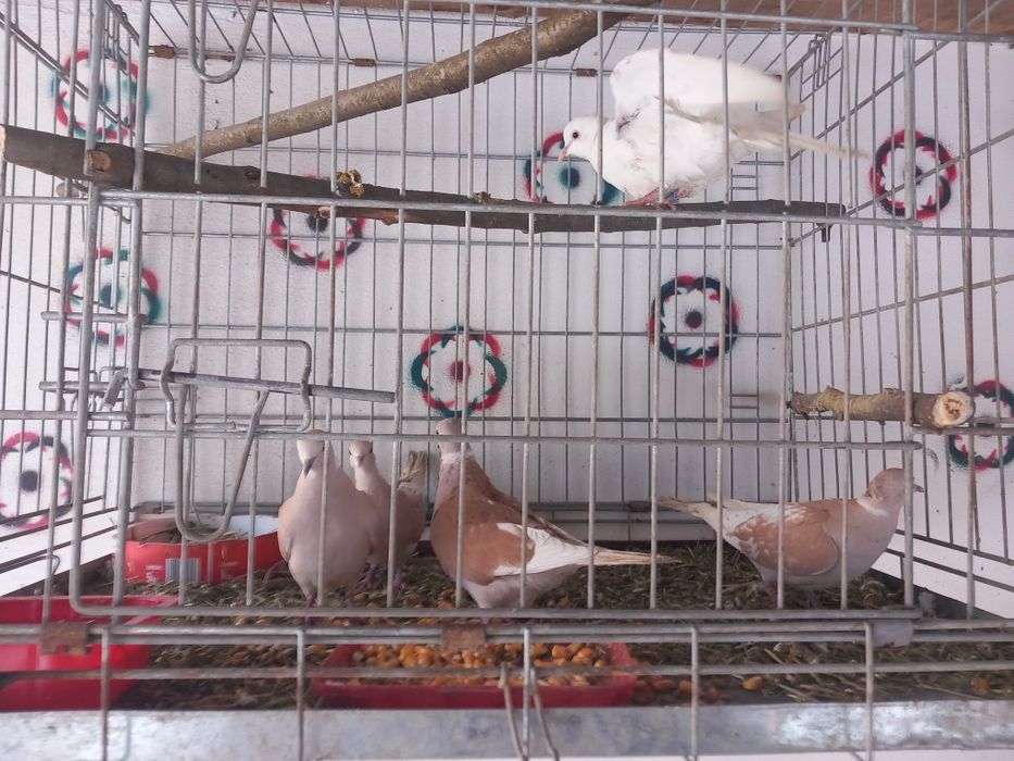 Turturele răzătoare