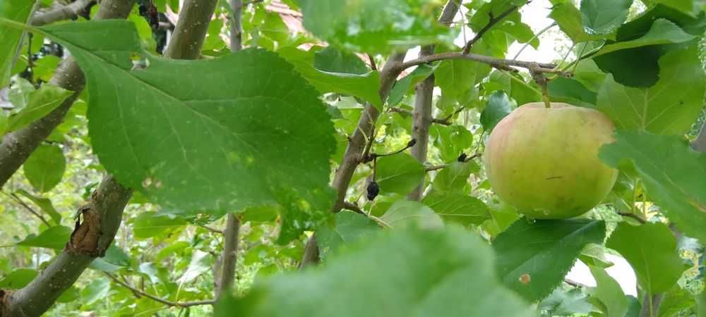 Продава се Парцел в с. Боровци, Област Монтана - 790 кв.м за 16 €/кв.м - Снимка #6