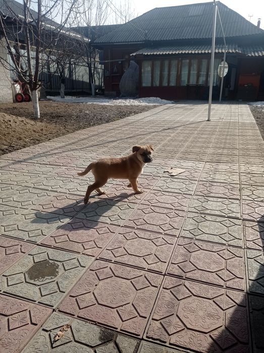 Отдам маленьких щенков