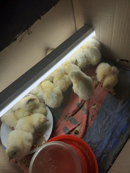 Продам инкубатора цена на 2 дня