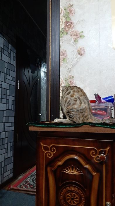 Bengal mushuk sotiladi