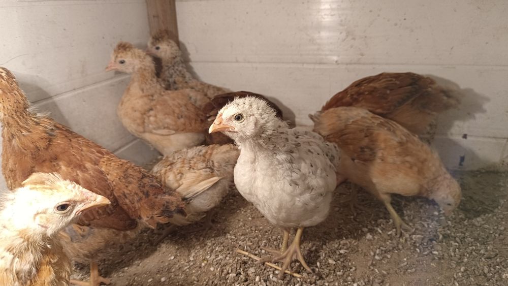 Екі мысық сыйлыққа.