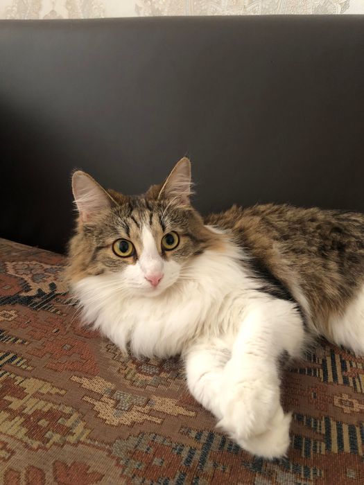 Кошка, домашнее животное