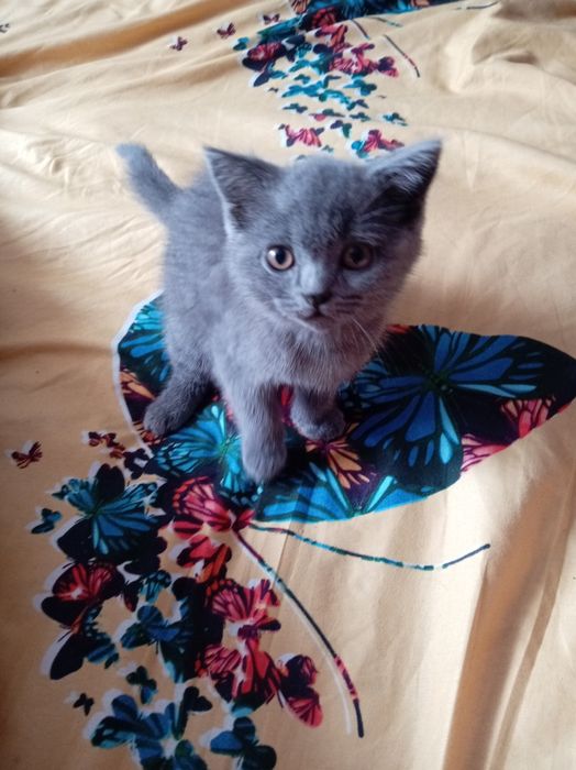 Продаётся кот. Порода британская короткошерстная