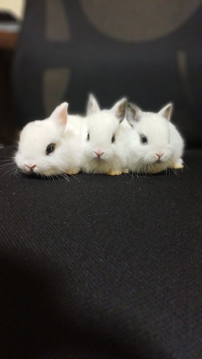 Кролики породы "хотот"