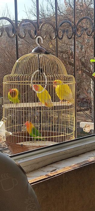 Nerazluchkalar Sotiladi Maska 170, Sariq 140