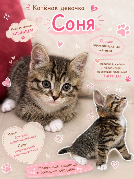 Котята в добрые руки