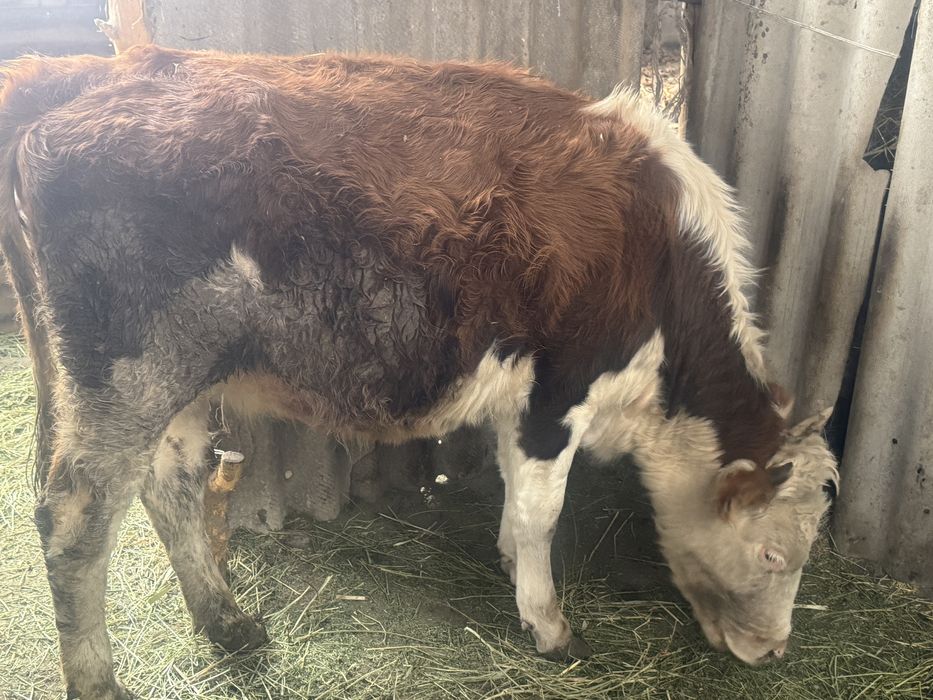 Семіз қара әйел порно