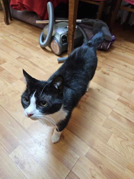 Adopție motan și pisică.