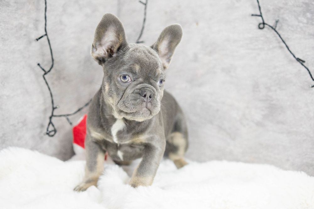 bulldog francez lilac tan