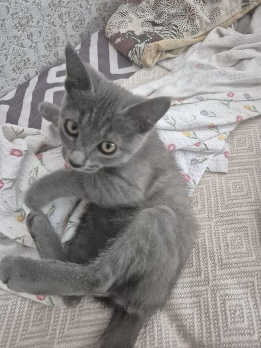 Продам котёнка в хорошие руки