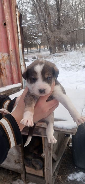 Щенки дворняги 3 недели